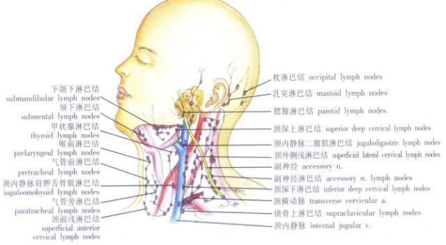 男人脖子部痣相最准图图解意思_脖子后面有痣的男人_中公答案准还是华图准