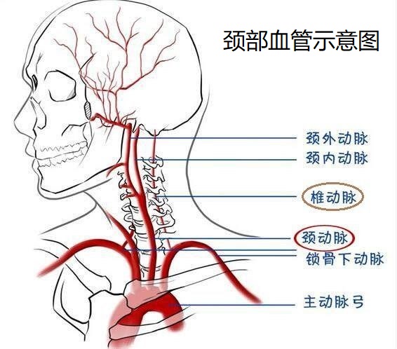 中公答案准还是华图准_脖子后面有痣的男人_男人脖子部痣相最准图图解意思