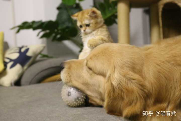 鼠猫同人锦鼠御猫_属鼠的人不能养猫_属免人鱼缸里养几条鱼