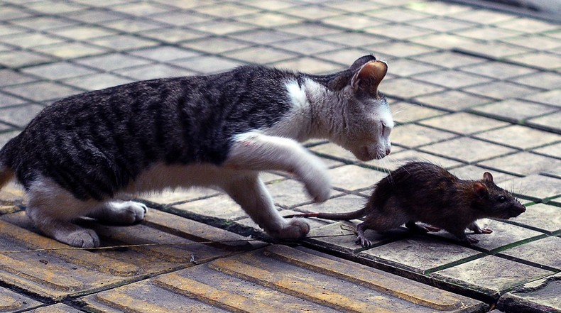 属鼠的人不能养猫_鼠猫总裁鼠警察猫_鼠猫同人文鼠攻猫受