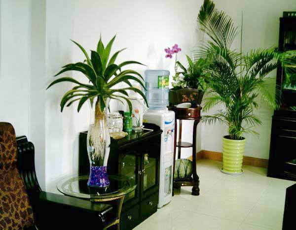 办公会议桌绿植_办公是坐东朝西风水最佳布局_办公室布局风水绿植