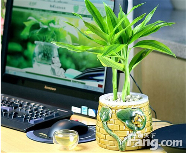 办公台风水_李嘉诚办公室的风水_办公室的风水植物
