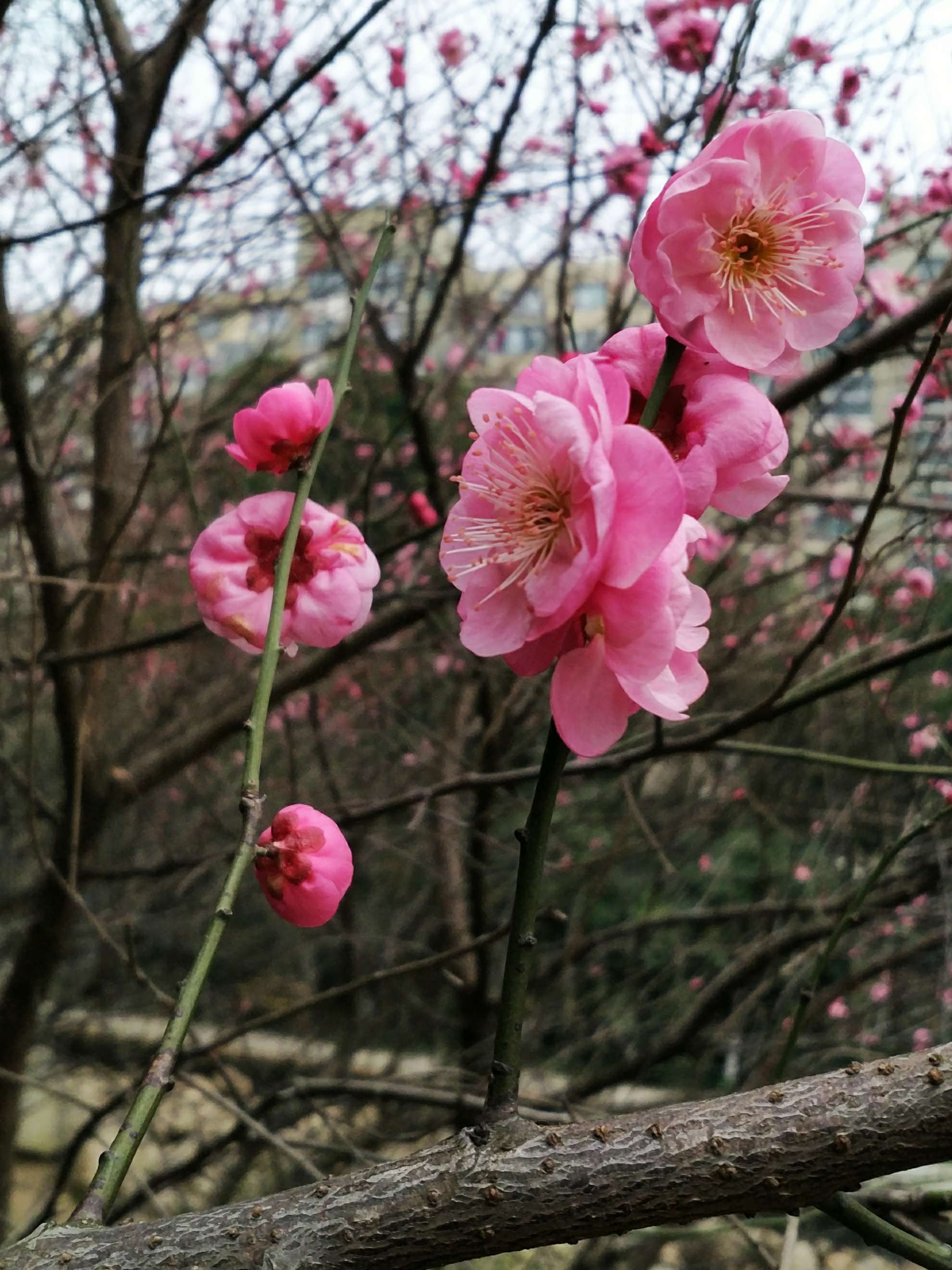 梅花易数一撮金_梅花易数一撮金_测字一撮金