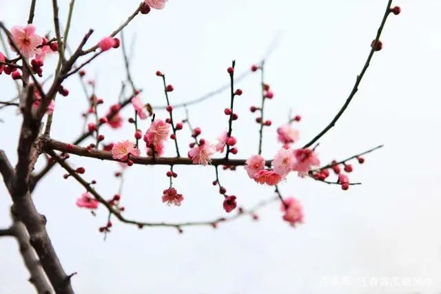 梅花易数学_梅花易数看什么书_沈伯春全译周易梅花数书