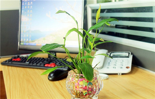 办公桌上适合放什么植物风水好的具体介绍上