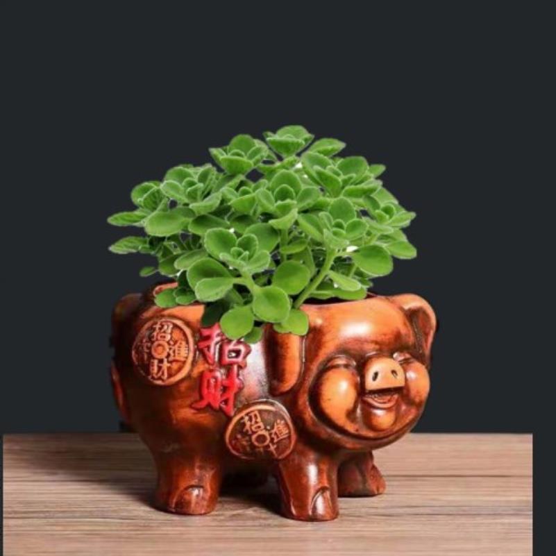 生肖猪的旺财植物图片