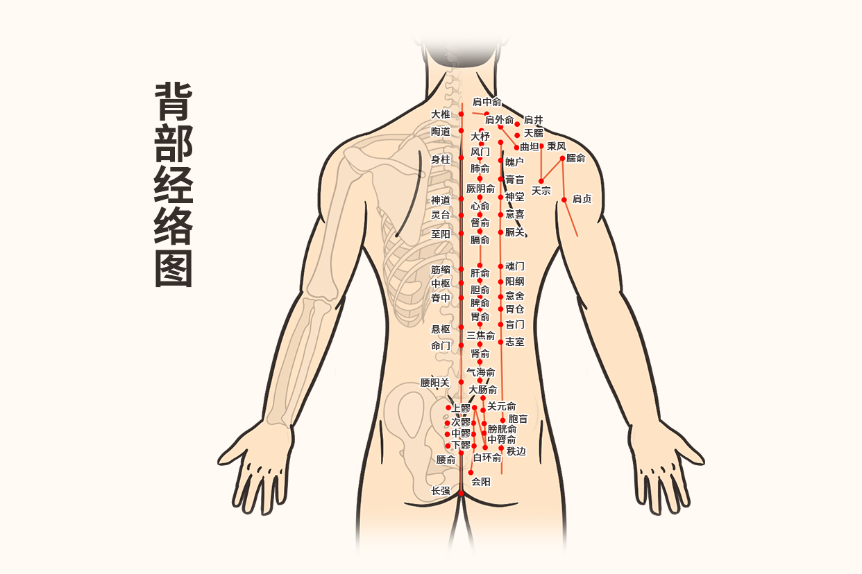 背部七条经络 女性图片