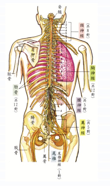 人体器官背面位置图图片