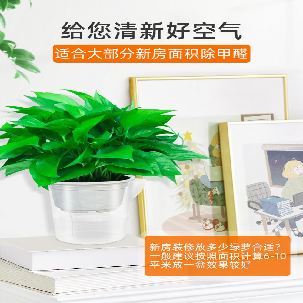 新房装修后放什么植物好?新房装好后怎么装修?