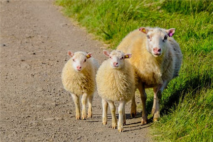 1967年出生的属羊的人是什么命呢？有你吗？