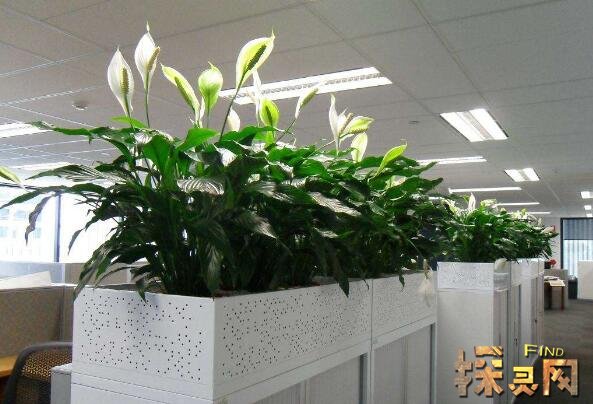 办公室摆放什么植物好这个很多人还不知道
