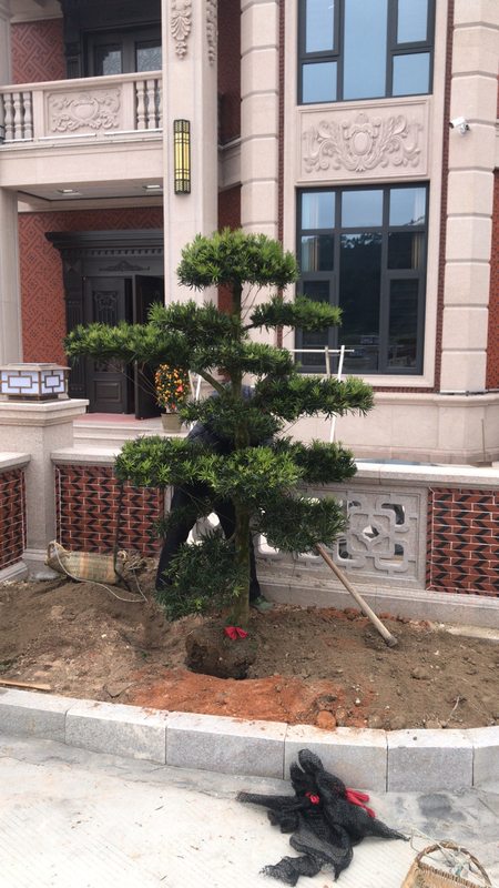 慈世堂:别墅种树风水与植物/>家居风水