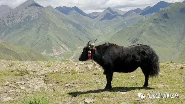 属牛人的最佳爱情配对，你走下去了吗？