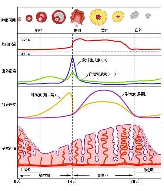 养精一个月能让怀孕事半功倍吗？