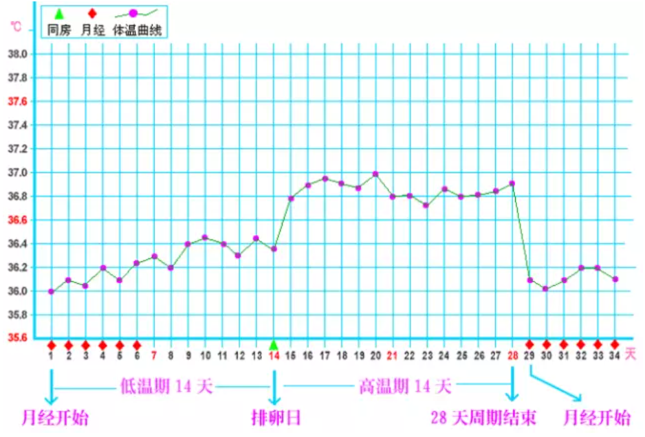 拓展阅读排卵期是指到了了生育年龄的正常