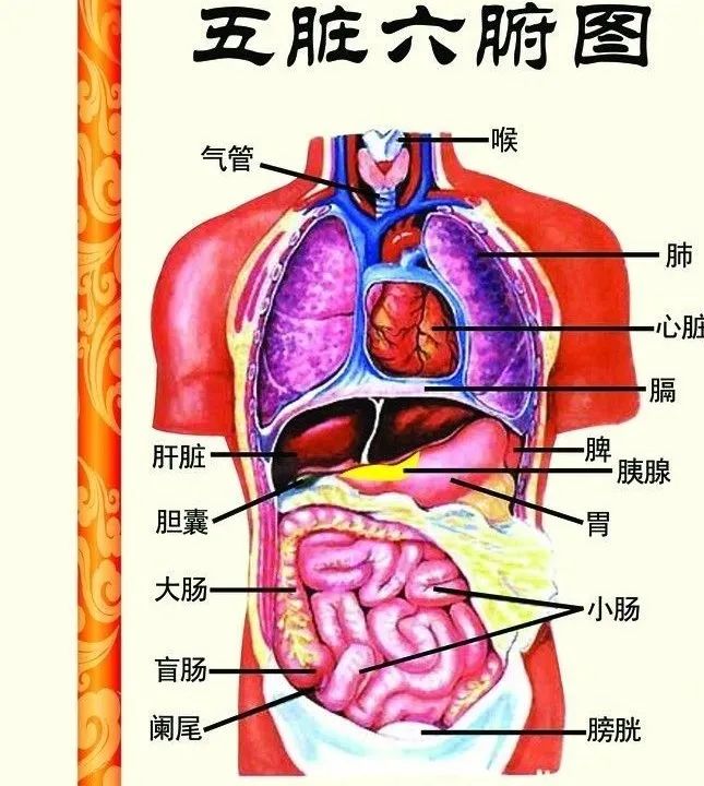 （安济一堂）戴安伟：从金庸小说到中医五行