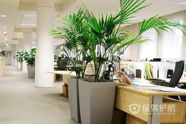 （李向东）办公室风水植物摆放关切的注意事项