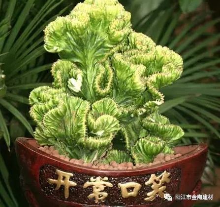 慈世堂：常见的风水植物，改变或则能给你旺财增运