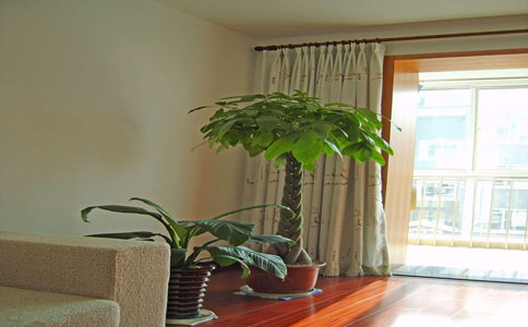 慈世堂：发财树摆放在客厅的位置好吗？