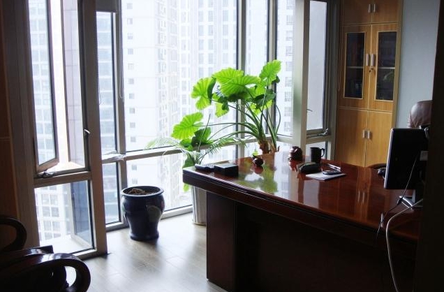 办公室摆放绿色植物的位置与风水有哪些吗？