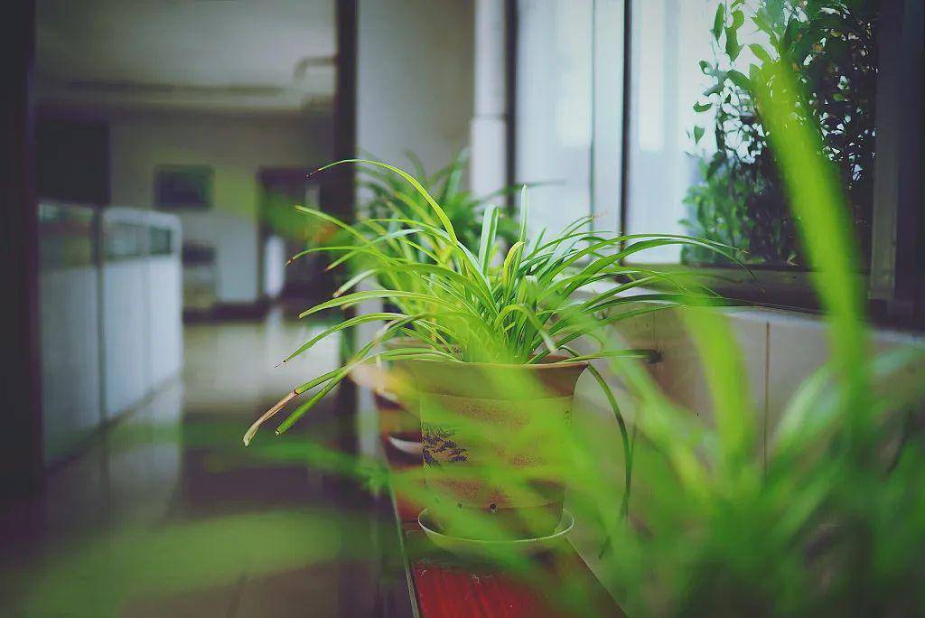 办公室植物摆放绿色植物的位置与风水有哪些吗