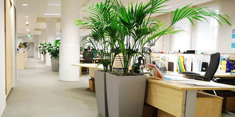 办公室植物摆放绿色植物的位置与风水有哪些吗