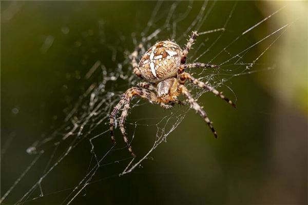 风水堂：梦见彩色大蜘蛛的含义
