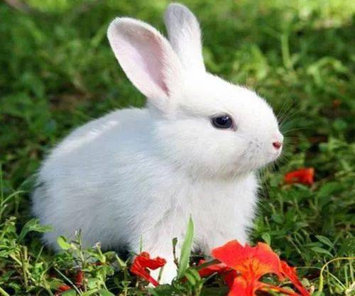 农历11月出生属兔人命好吗？有你吗