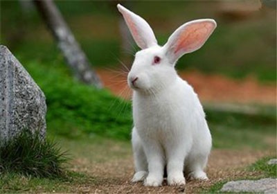 农历11月出生属兔人命好不好的生肖