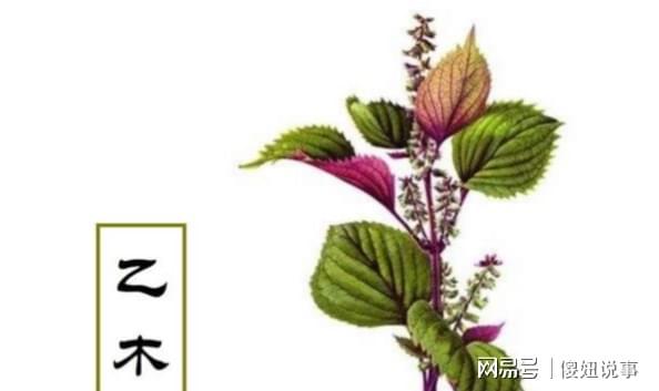 风水堂:八字扶抑法最基本