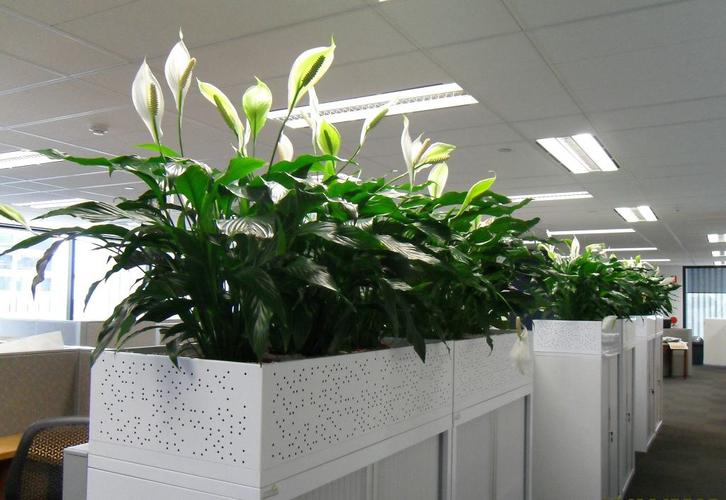 什么植物的风水放在办公室座位后面？