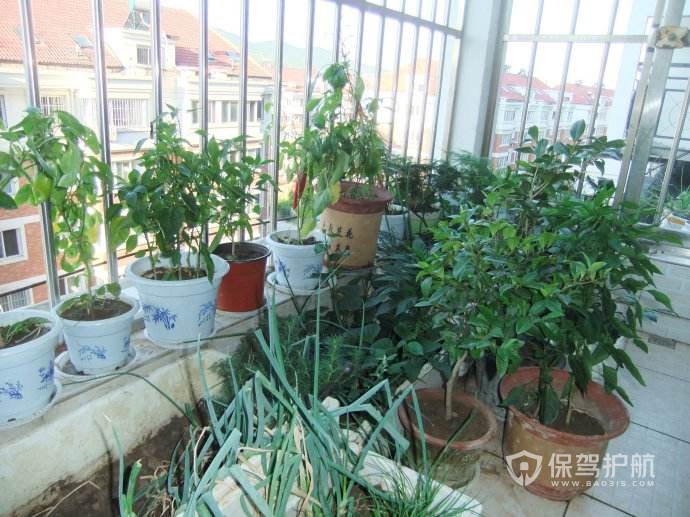 慈世堂：阳台种什么植物旺财运？阳台风水好又旺财