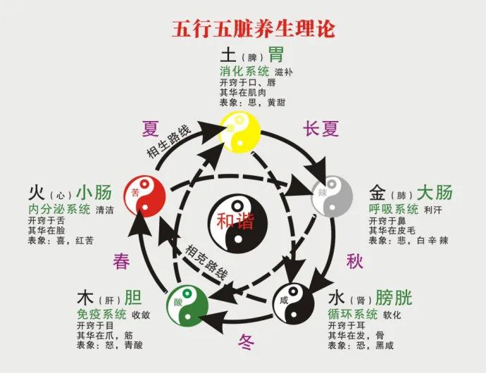 五脏六腑对应的五行 养生保健切忌盲目对标对表，务必要注意选择！