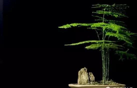 植物与风水：10种风水植物的摆放