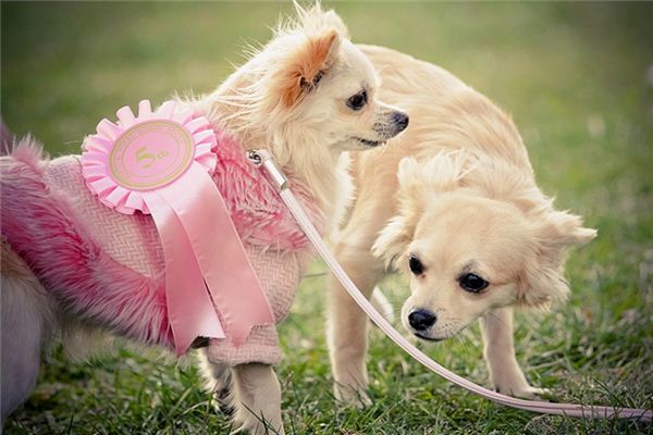大鱼解梦：梦见粉色的狗相关内容，免费解梦！