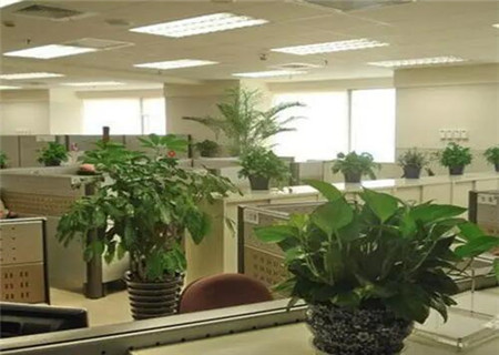 慈世堂：办公桌上摆放植物不能触犯风水禁忌