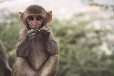 属猴的人和什么生肖的人最合适呢？你知道吗？