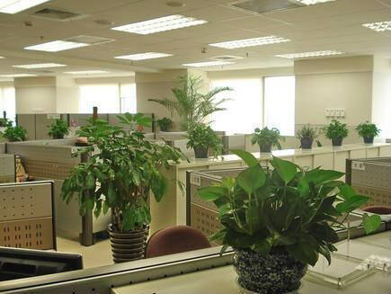 领导办公室装修适合摆放哪些植物呢？发财树盆栽种植