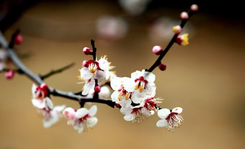 ♥梅花心易的断卦技巧