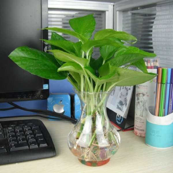 办公桌上放什么植物好