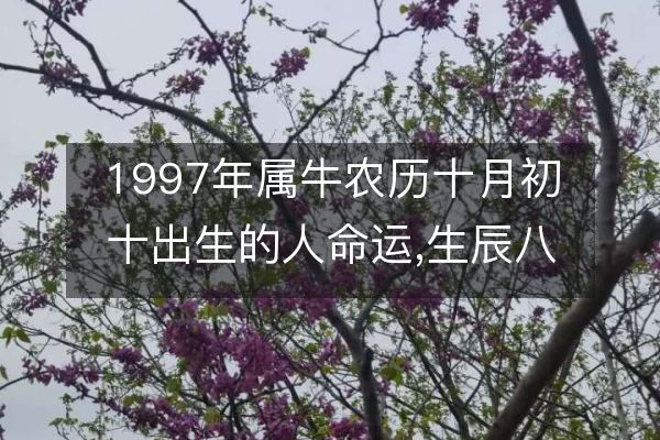 1997年属牛农历十月初十出生的人命运,生辰八字五行解析